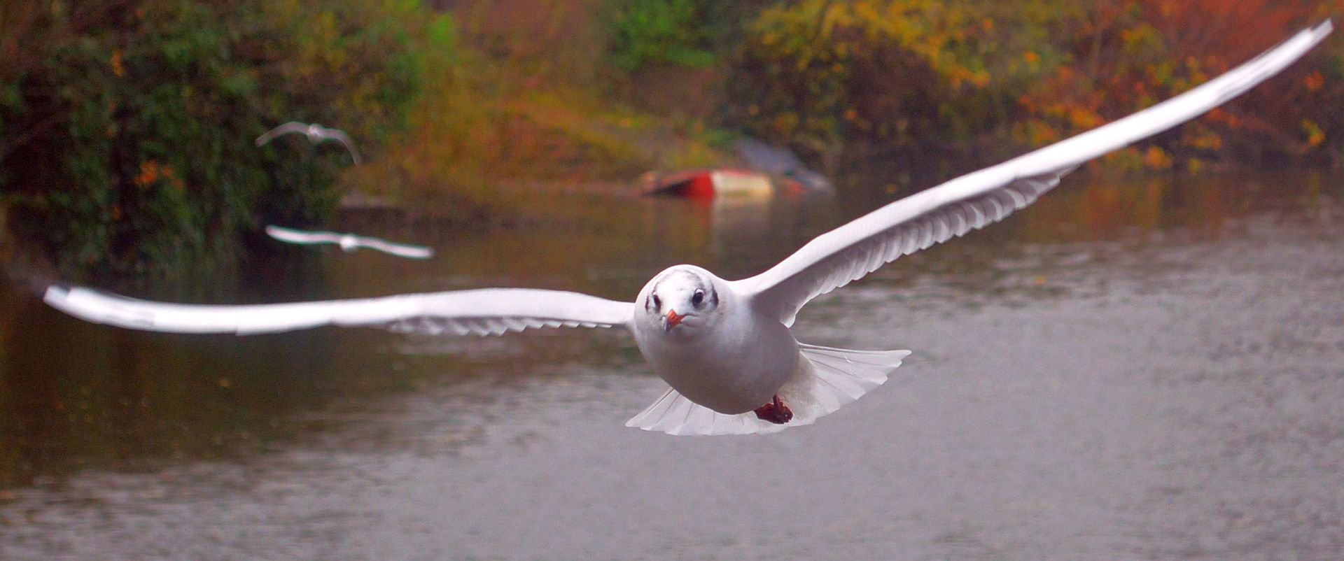 Flight of the gull